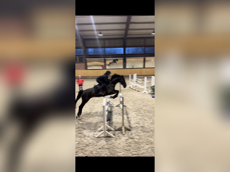 Hanoverian Gelding 11 years 16,2 hh Black in Schenefeld