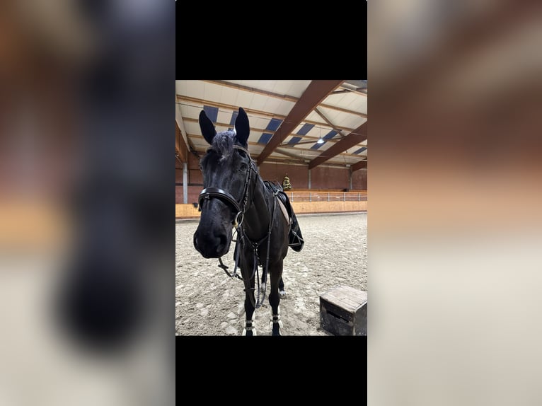 Hanoverian Gelding 11 years 16,2 hh Black in Schenefeld