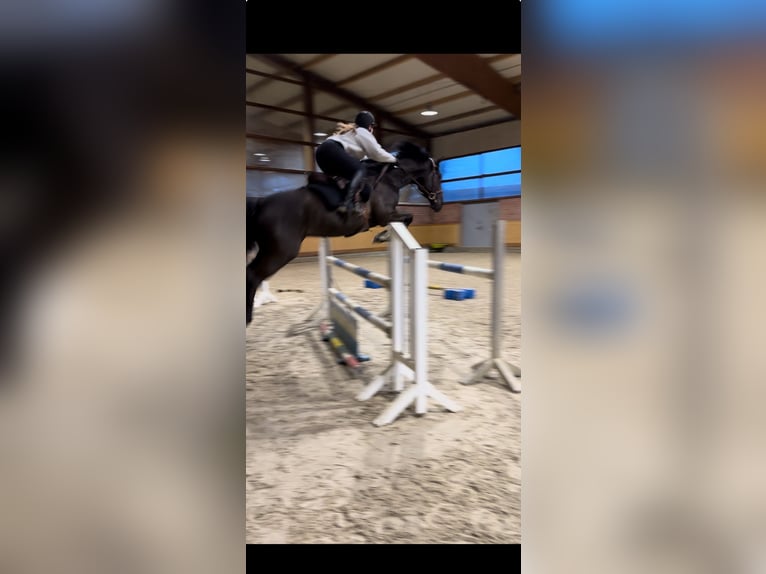 Hanoverian Gelding 11 years 16,2 hh Black in Schenefeld