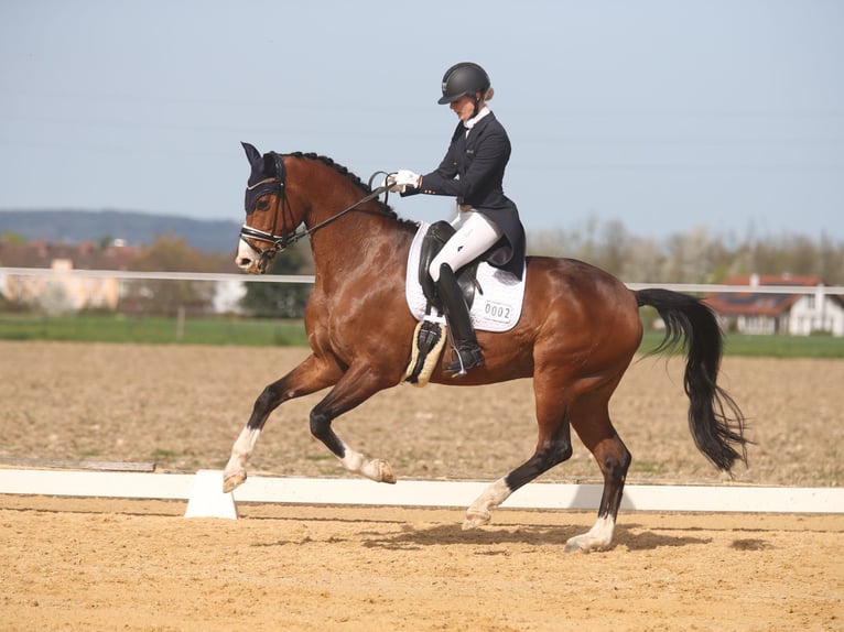 Hanoverian Gelding 11 years 16.2 hh Brown in BruckBruck