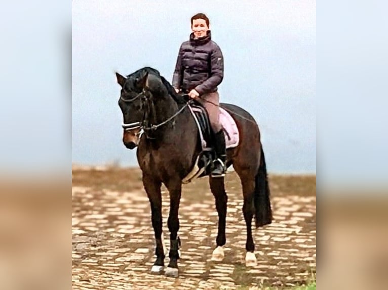 Hanoverian Gelding 11 years 16.2 hh Brown in Meißen