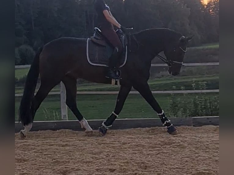 Hanoverian Gelding 11 years 16,2 hh Brown in Ansbach