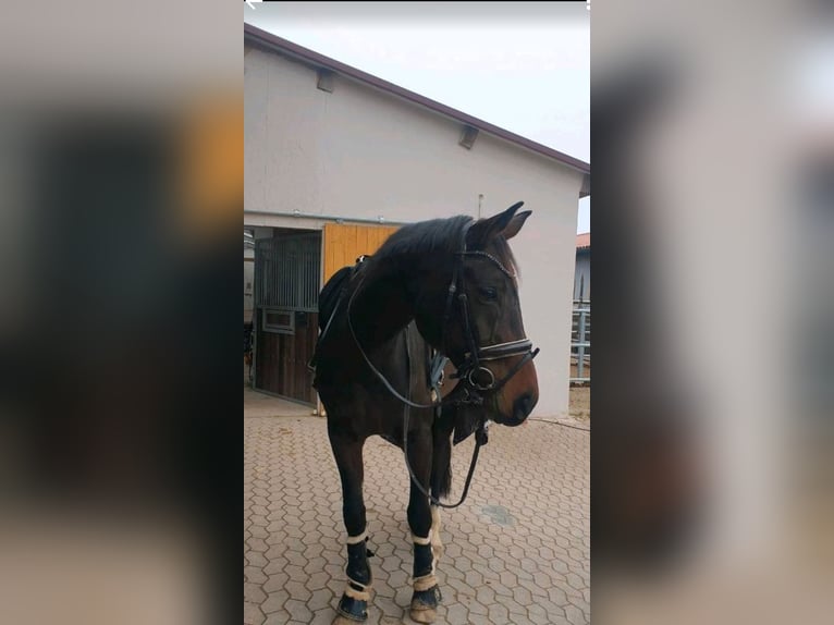 Hanoverian Gelding 11 years 16,2 hh Brown in Ansbach