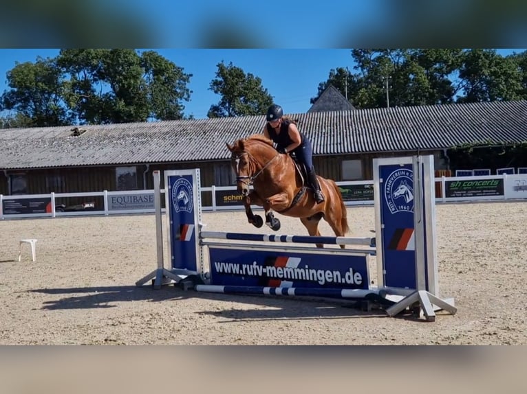 Hanoverian Gelding 11 years 16,2 hh Chestnut-Red in Hawangen