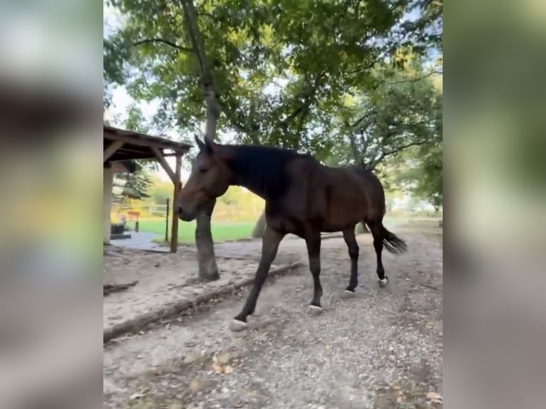 Hanoverian Gelding 11 years 16.2 hh Chestnut-Red in Belgern