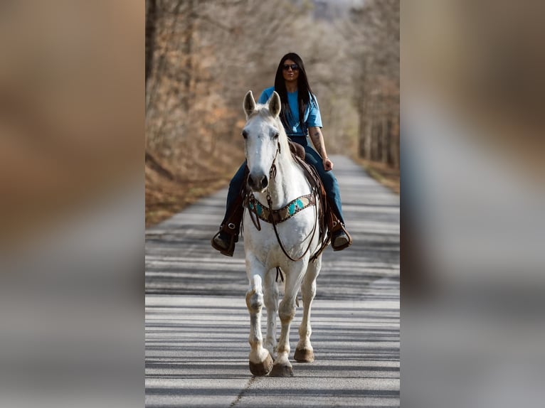 Hanoverian Gelding 11 years 16,2 hh Gray in Carlisle KY