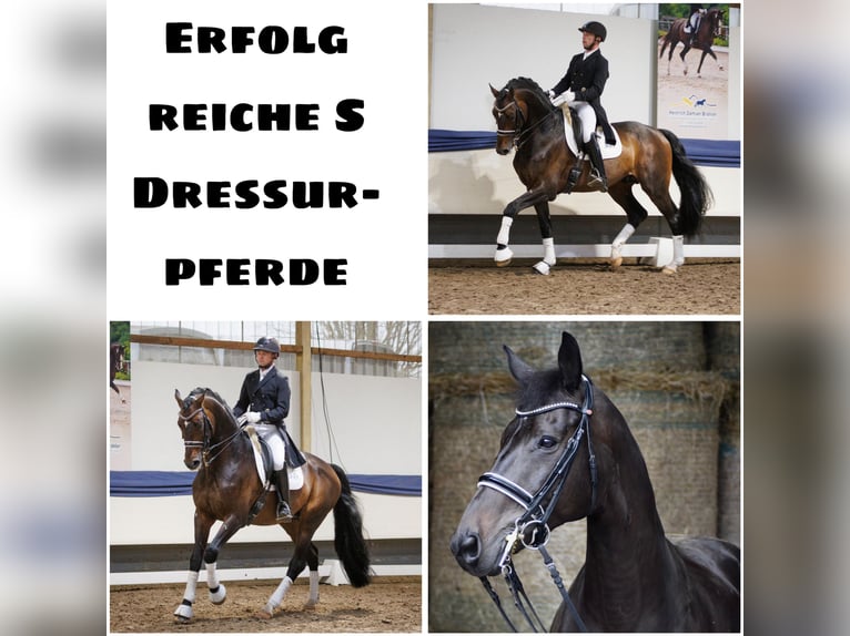 Hanoverian Gelding 11 years 16,3 hh Black in Herbstein