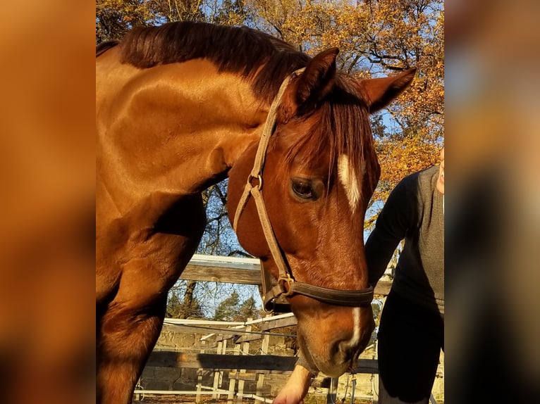 Hanoverian Gelding 11 years 16,3 hh Chestnut in Nürnberg