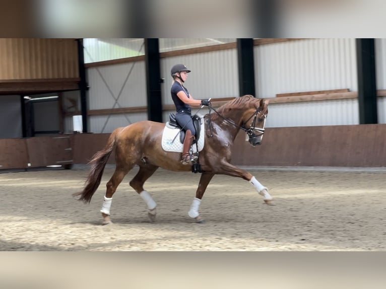 Hanoverian Gelding 11 years 16,3 hh Chestnut-Red in Westerstede