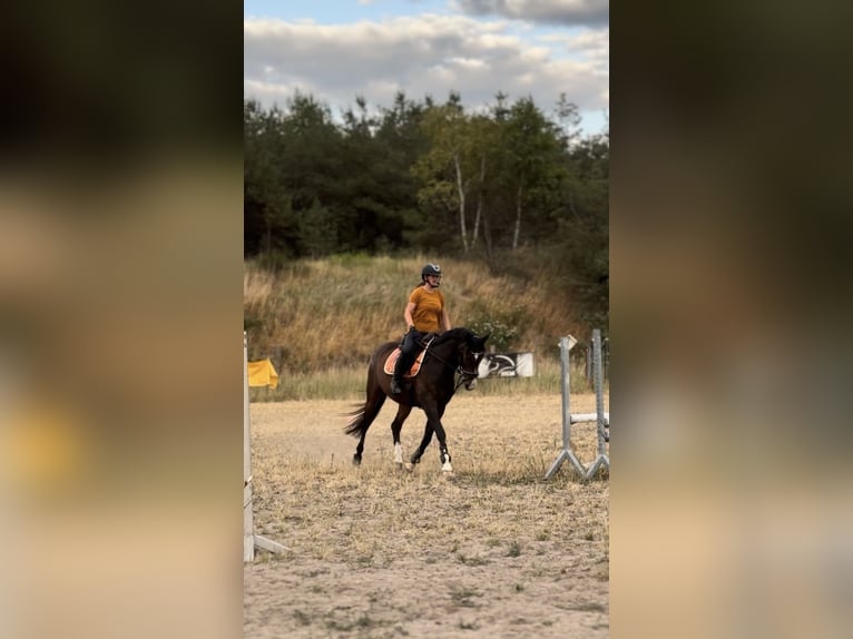 Hanoverian Gelding 11 years 16 hh Bay-Dark in Colbitz