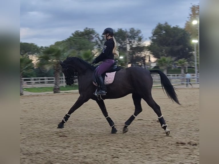 Hanoverian Gelding 11 years 16 hh Black in Bormujos