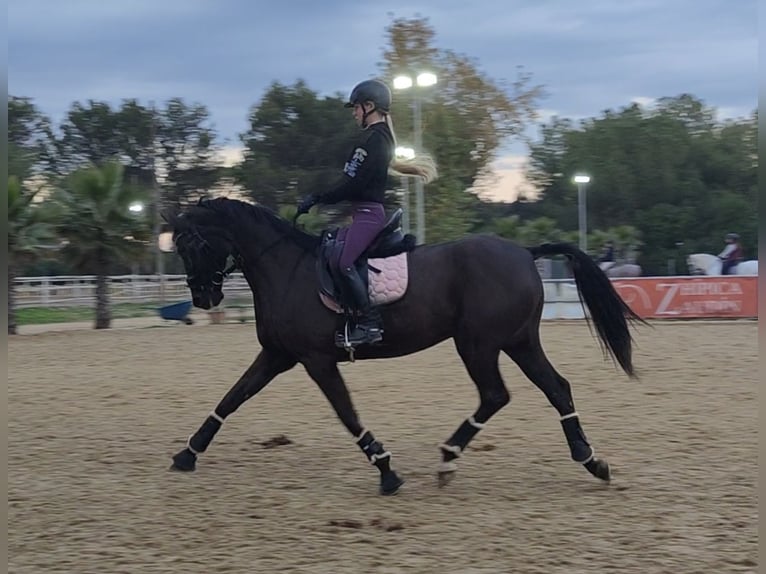 Hanoverian Gelding 11 years 16 hh Black in Bormujos