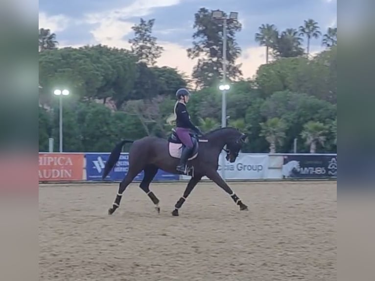 Hanoverian Gelding 11 years 16 hh Black in Bormujos
