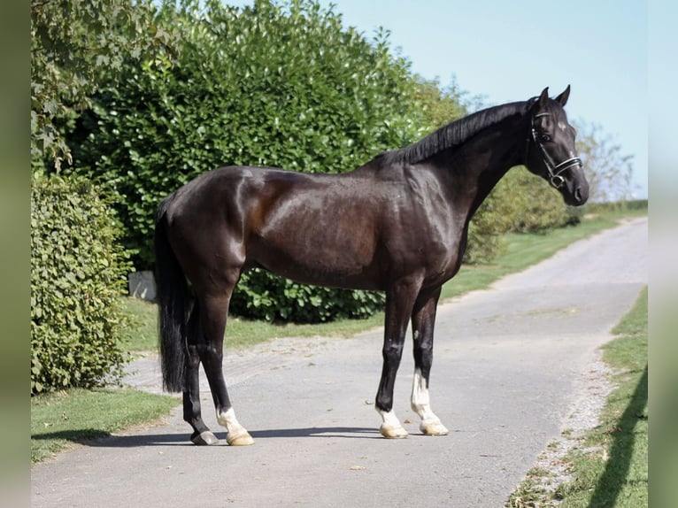 Hanoverian Gelding 11 years 16 hh Black in Warstein