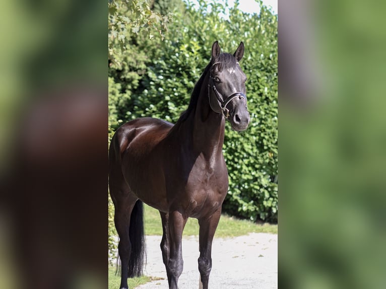 Hanoverian Gelding 11 years 16 hh Black in Warstein