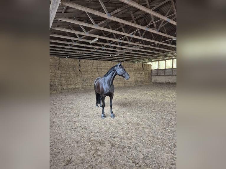 Hanoverian Gelding 11 years 16 hh Black in Bad Driburg