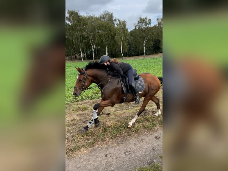 Hanoverian Gelding 11 years 16 hh Brown in Barenburg