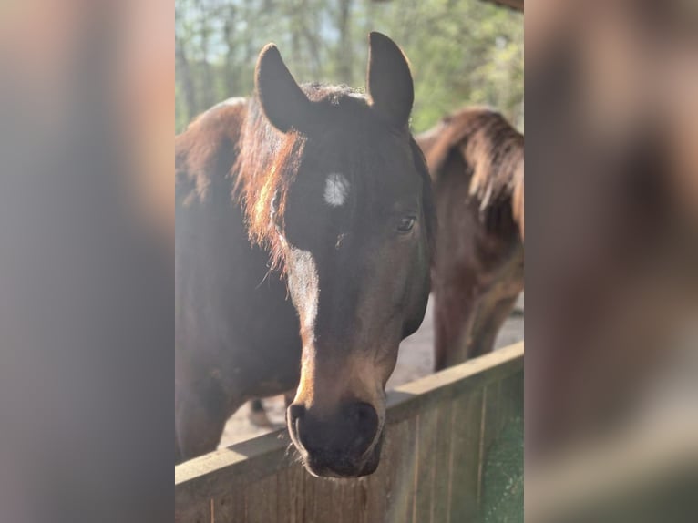 Hanoverian Gelding 11 years 16 hh Brown in Sachsenheim