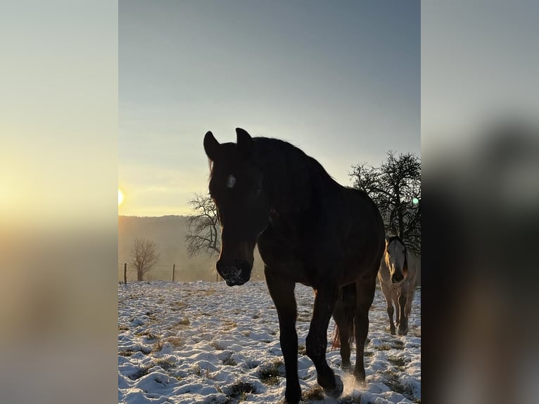 Hanoverian Gelding 11 years 16 hh Brown in Sachsenheim
