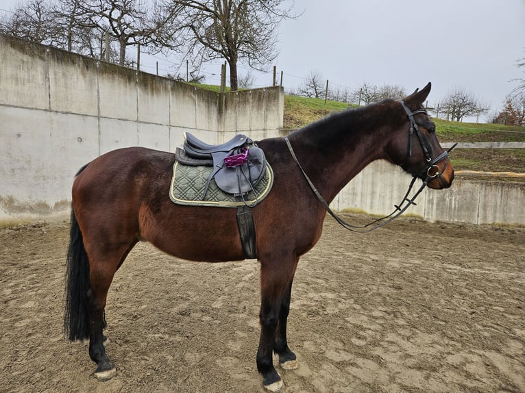 Hanoverian Gelding 11 years 16 hh Brown in Klettgau