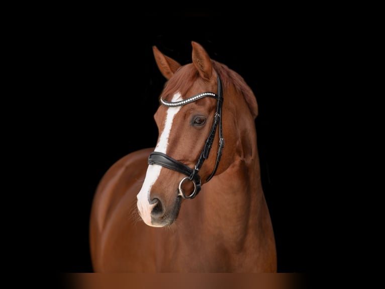 Hanoverian Gelding 11 years 16 hh Chestnut-Red in Nesselwängle