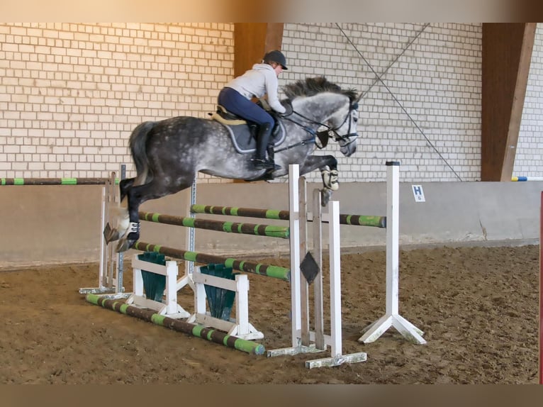 Hanoverian Gelding 11 years 16 hh Grey in Kamen