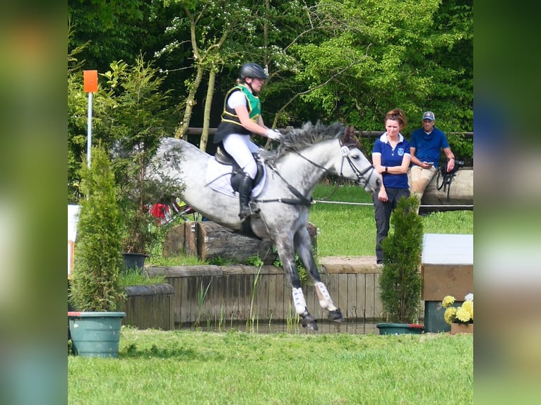Hanoverian Gelding 11 years 16 hh Grey in Kamen