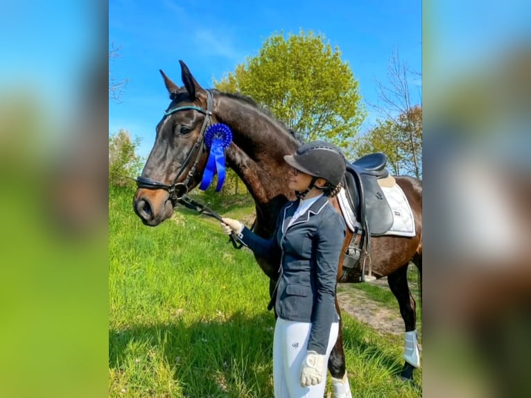 Hanoverian Gelding 11 years 16,1 hh Bay-Dark in Gransee