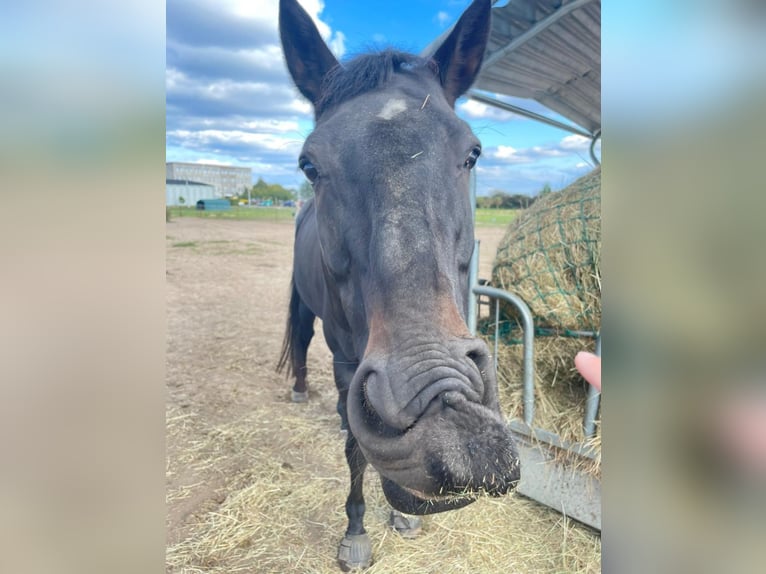 Hanoverian Gelding 11 years 16,1 hh Bay-Dark in Gransee