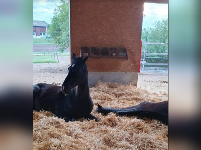 Hanoverian Gelding 11 years 16,1 hh Black in Bamberg