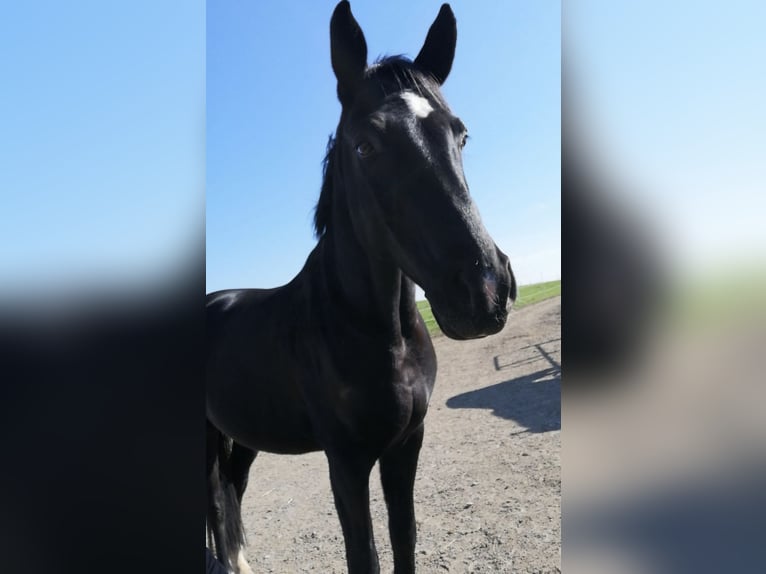Hanoverian Gelding 11 years 16,1 hh Black in Bamberg
