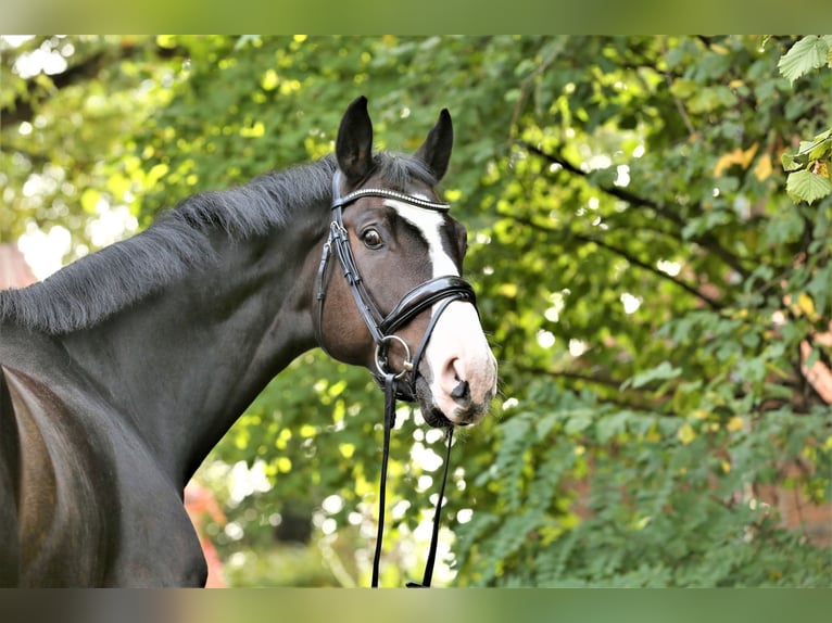 Hanoverian Gelding 11 years 16,1 hh Brown in Landesbergen