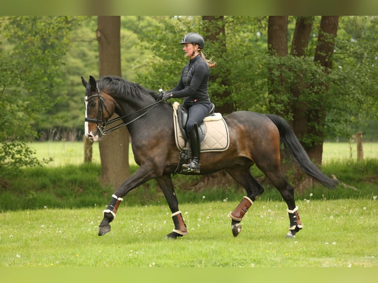 Hanoverian Gelding 11 years 16,1 hh Brown in Landesbergen