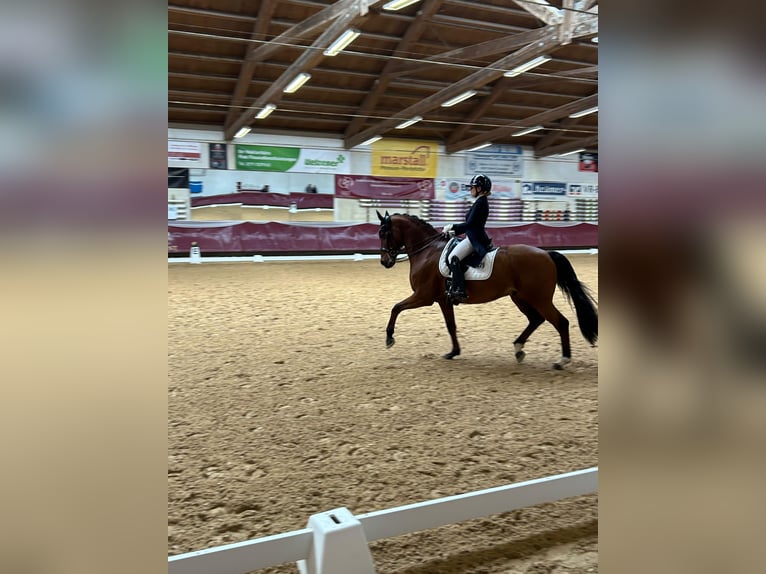 Hanoverian Gelding 11 years 16,1 hh Brown in München