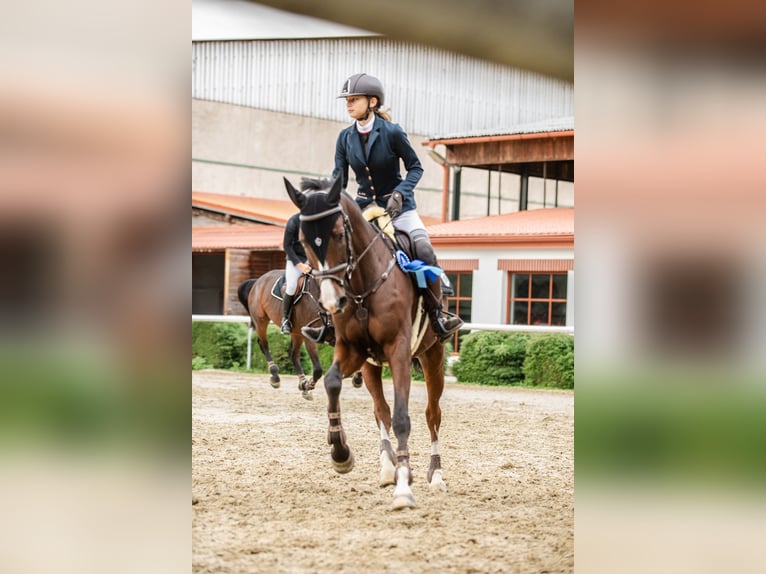 Hanoverian Gelding 11 years 16,1 hh Brown in Brno