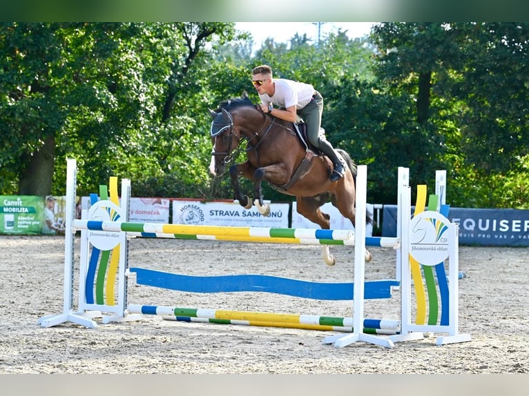 Hanoverian Gelding 11 years 16,1 hh Brown in Brno