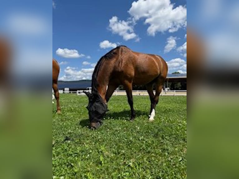 Hanoverian Gelding 11 years 16,1 hh Brown in Zezikon