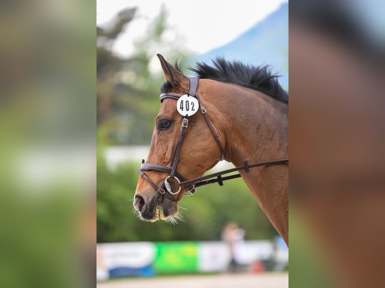 Hanoverian Gelding 11 years 16,1 hh Brown in Zezikon
