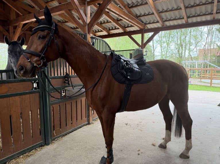 Hanoverian Gelding 11 years 16,1 hh Chestnut in Ottersberg