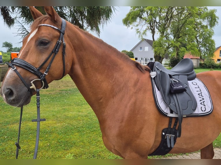 Hanoverian Gelding 11 years 16,1 hh Chestnut-Red in Hamwarde