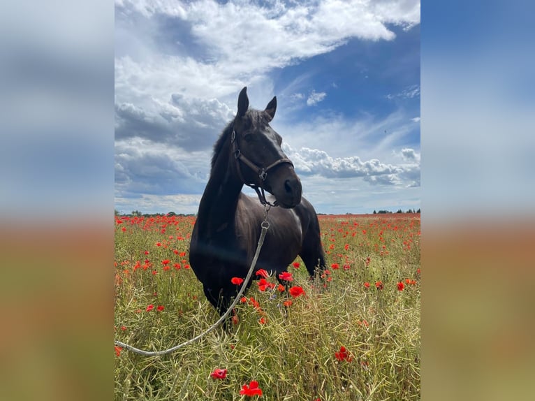 Hanoverian Gelding 11 years 16,1 hh in Gransee