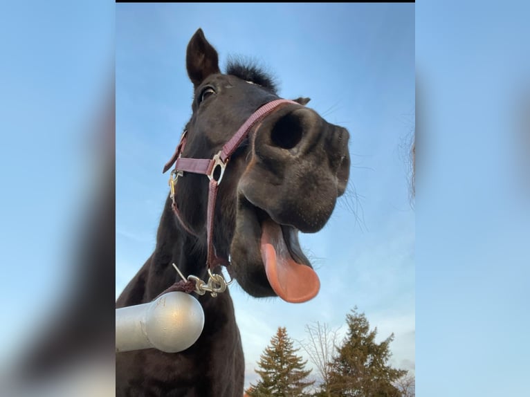 Hanoverian Gelding 11 years 16,1 hh in Gransee