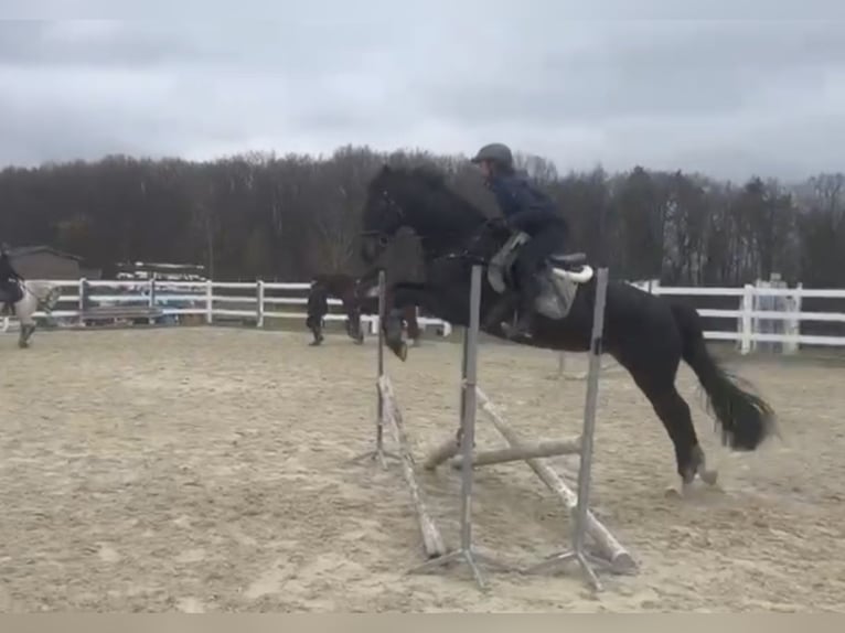 Hanoverian Gelding 11 years 16,1 hh Smoky-Black in Bamberg