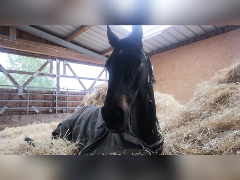Hanoverian Gelding 11 years 16,1 hh Smoky-Black in Bamberg