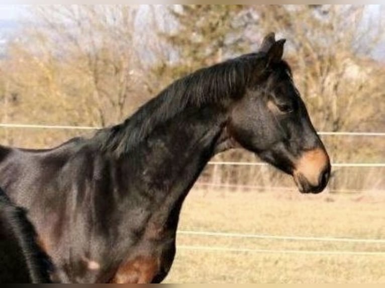 Hanoverian Gelding 11 years 16,1 hh Smoky-Black in Bamberg