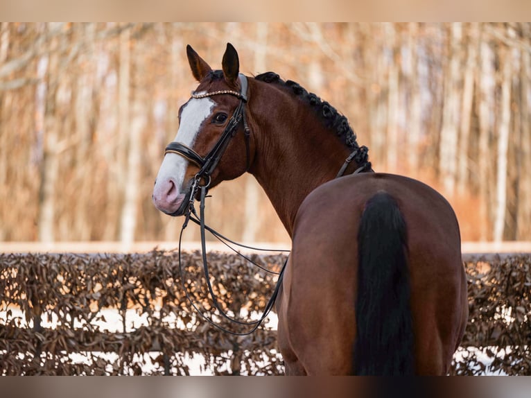 Hanoverian Gelding 11 years 16,2 hh Brown in Wehringen