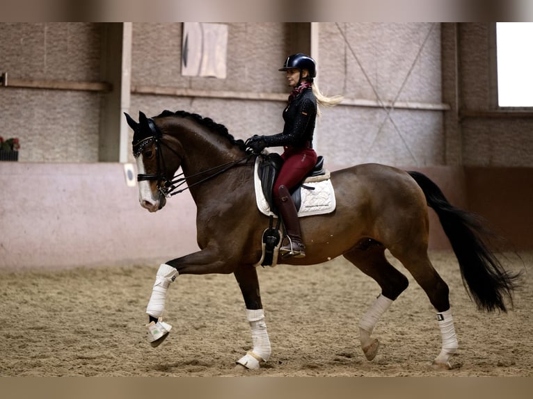 Hanoverian Gelding 11 years 16,2 hh Brown in Wehringen