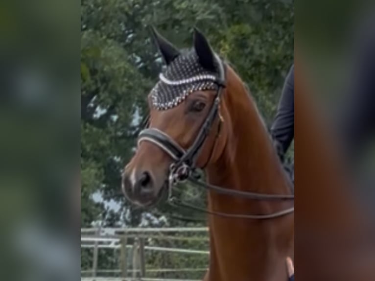Hanoverian Gelding 11 years 16,2 hh Brown in Emkendorf