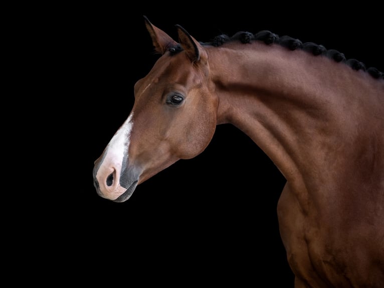 Hanoverian Gelding 11 years 16,2 hh Brown-Light in Bruck