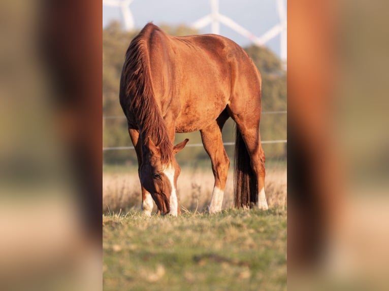 Hanoverian Gelding 11 years 16,2 hh Chestnut-Red in BekmündeItzehoe